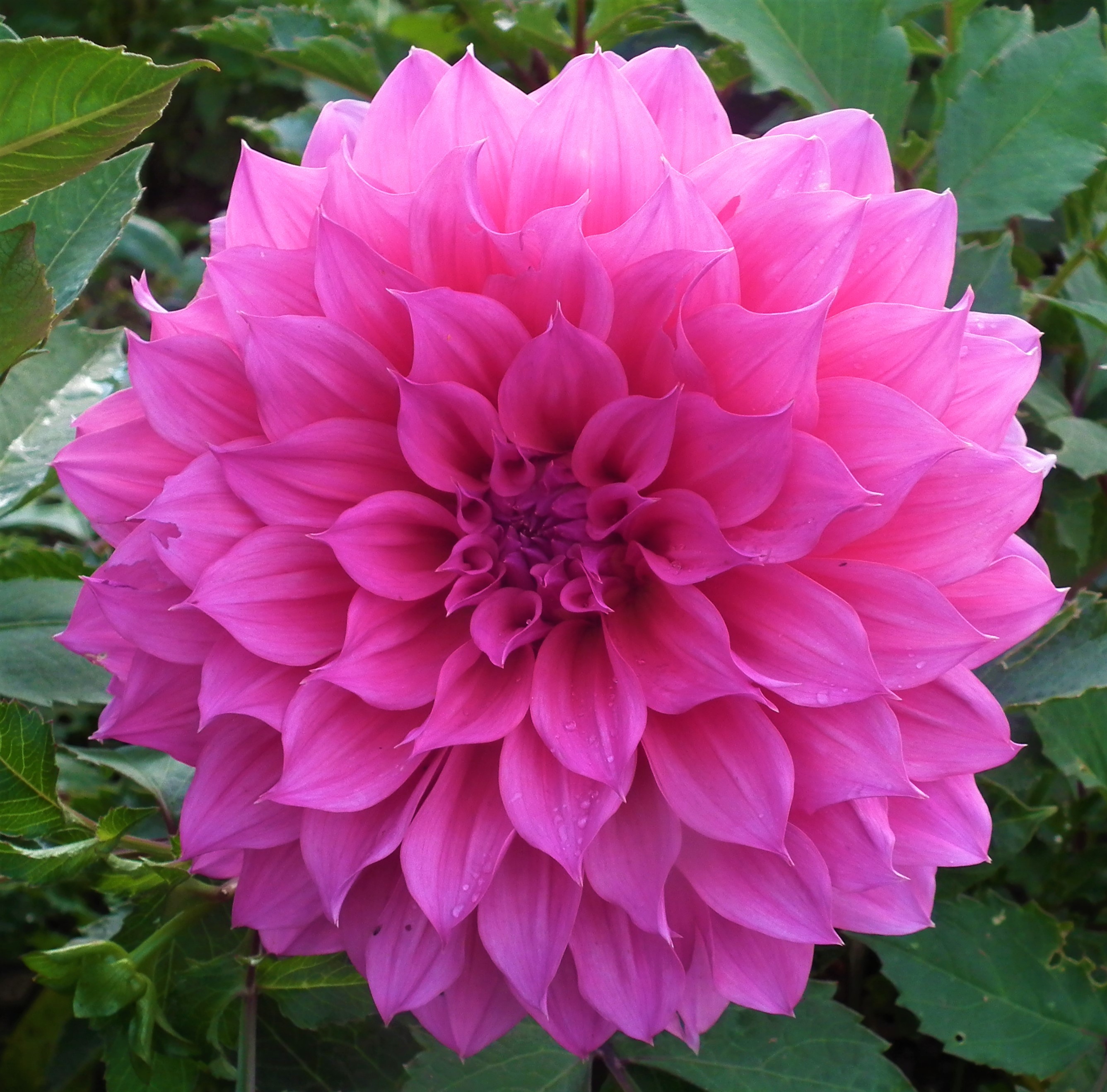 Dahlia Maki